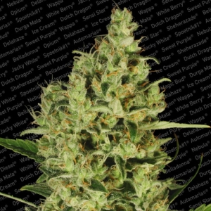 Delahaze od Paradise Seeds nasiona marihuany