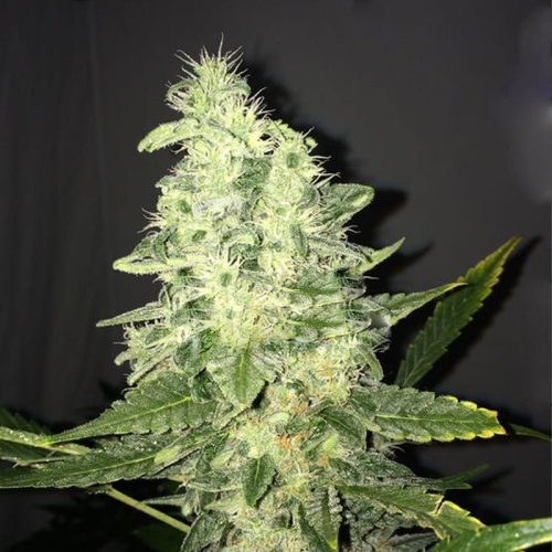 Supreme CBD Kush