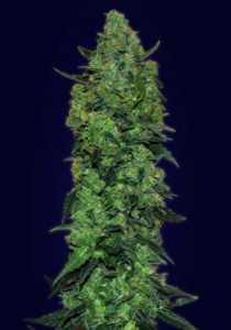 Auto Skunk Mass od Advanced Seeds nasiona marihuany