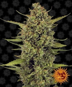 Acapulco Gold od Barney's Farm nasiona marihuany