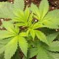 Acapulco Gold