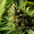 Acapulco Gold