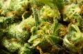 Acapulco Gold