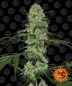 Tangerine Dream Auto od Barney's Farm nasiona marihuany