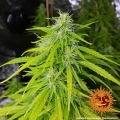 Tangerine Dream Auto