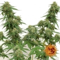 Tangerine Dream Auto