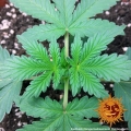 Tangerine Dream Auto