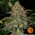 Tangerine Dream Auto