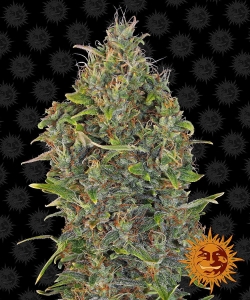 Critical Kush Auto od Barney's Farm nasiona marihuany