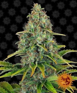 Blueberry Cheese Auto od Barney's Farm nasiona marihuany