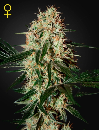 Arjan's Haze #3