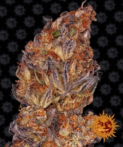 Runtz Auto od Barney's Farm nasiona marihuany