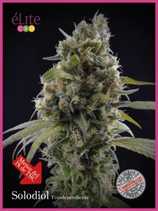 Solodiol CBD od Elite Seeds nasiona marihuany