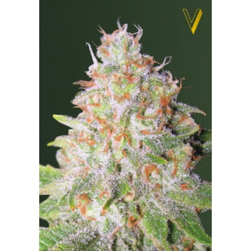 Great White Shark