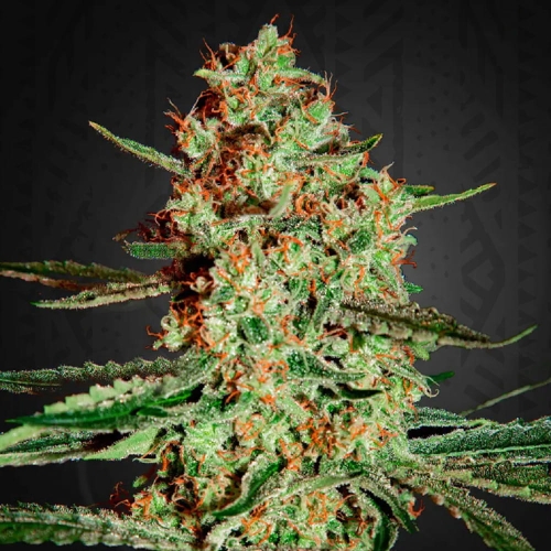 Himalaya Gold