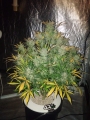 Original Auto White Widow