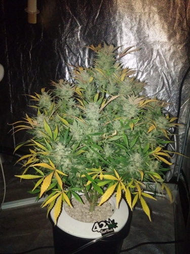 Original Auto White Widow