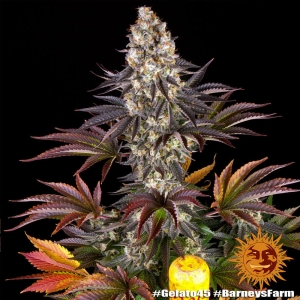 GELATO #45 od Barney's Farm nasiona marihuany