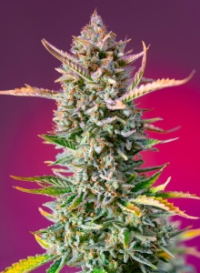 Gorilla Sherbet F1 Fast Version od Sweet Seeds nasiona marihuany