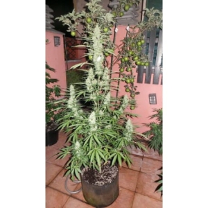 Spacer SuperAuto od Flash Seeds nasiona marihuany