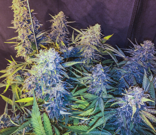 C99 x Blueberry Fast