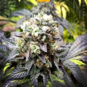 Shiskaberry  od GrowSeed nasiona marihuany