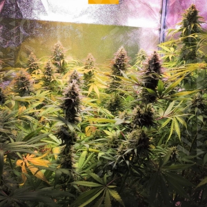 Super Lemon Haze od GrowSeed nasiona marihuany