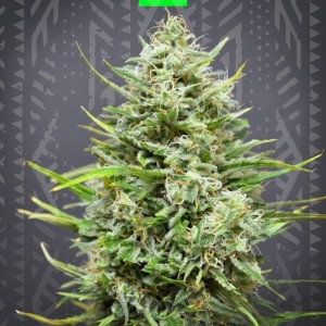 AK47 auto od GrowSeed nasiona marihuany