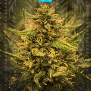 Girl Scout Cookies Fast Version od GrowSeed nasiona marihuany