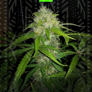 White Dwarf Auto  od GrowSeed nasiona marihuany