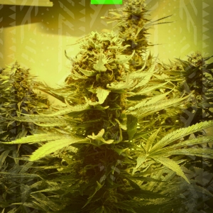 Old Mandarine auto od GrowSeed nasiona marihuany