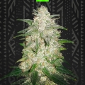 Gelato Auto