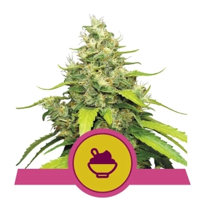 Blue gelato od Royal Queen Seeds nasiona marihuany