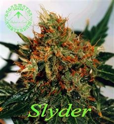 Slyder