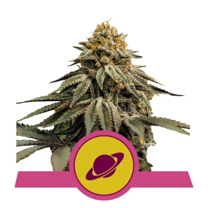 Royal Skywalker od Royal Queen Seeds nasiona marihuany
