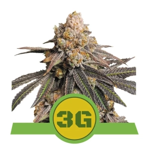 Triple G Automatic od Royal Queen Seeds nasiona marihuany