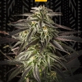 Blue Cheese