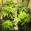 Blue Cheese
