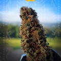 Blue Cheese
