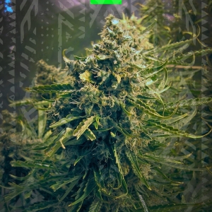 THINK DIFFERENT ORIGINAL AUTO od GrowSeed nasiona marihuany