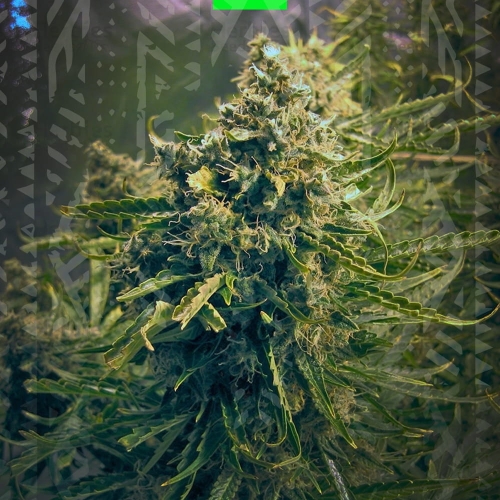 THINK DIFFERENT ORIGINAL AUTO