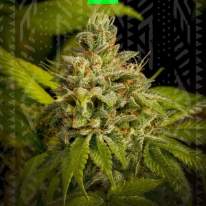 SWEET SKUNK AUTO od GrowSeed nasiona marihuany