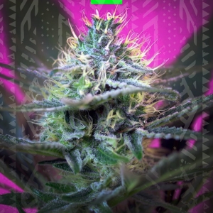 Speed auto od GrowSeed nasiona marihuany