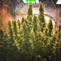 White widow xxl auto