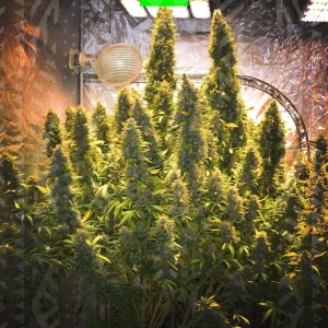 White widow xxl auto od GrowSeed nasiona marihuany