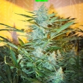 White widow xxl auto