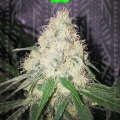 Sour Diesel auto