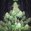 Big bud auto