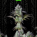 Big bud auto