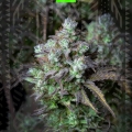 Big bud auto